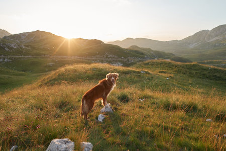 the dog stands on a stone looks at the mountains at sunset. Nova Scotia duck tolling retriever in nature. Valley in Montenegro. Durmitor National Parkの写真素材
