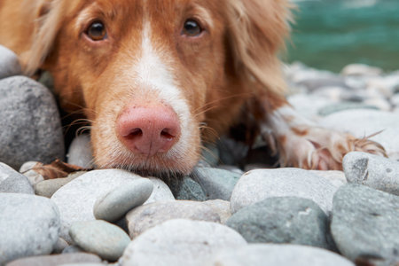dog by the river. Nova Scotia duck tolling retriever lies on the rocks against the background of...