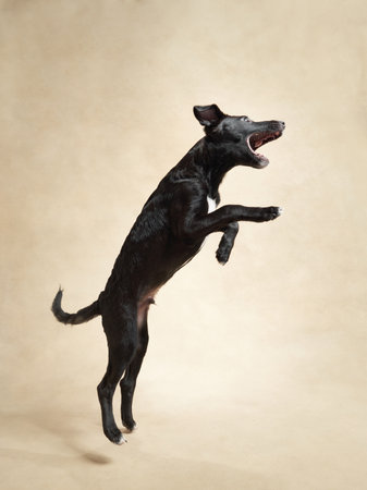 Happy black puppy on a beige background. Portrait of a dog in the studio. cute little pet.の写真素材