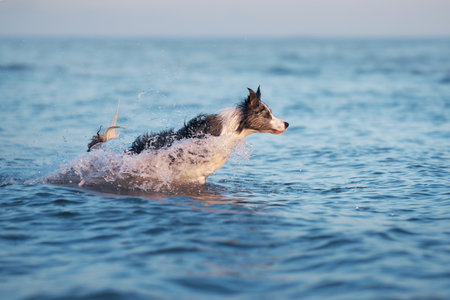 the dog jumps on the water. Funny border collie playing on holiday in nature by the seaの写真素材