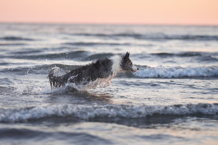 the dog jumps on the water. Funny border collie playing on holiday in nature by the seaの写真素材