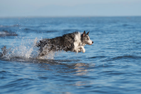 the dog jumps on the water. Funny border collie playing on holiday in nature by the seaの写真素材