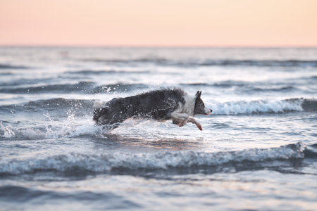 the dog jumps on the water. Funny border collie playing on holiday in nature by the sea at sunset