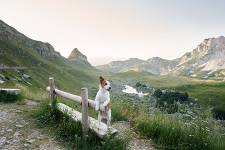dog on a bench at the mountains. Jack Russell Terrier Traveling with a pet