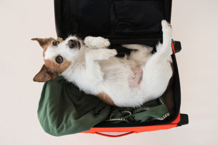 dog in a suitcase. Traveling with a pet. Funny Jack Russell Terrier on a beige backgroundの写真素材