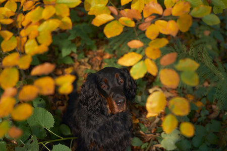 the dog in the leaves. Beautiful Gordon Setter in the forest in autumn. Walk in nature during leaf...