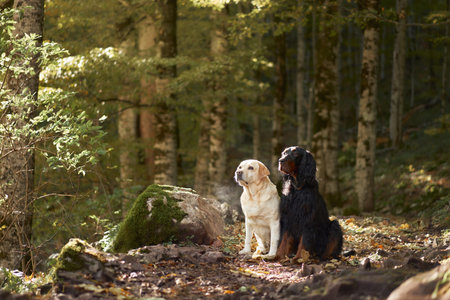 Two Dogs in Forest. A white Labrador Retriever and a black Gordon Setter stand amidst birch trees....