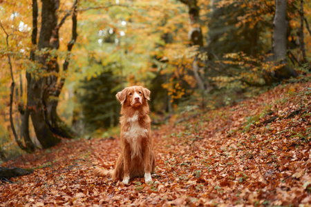 Nova Scotia Duck Tolling Retriever in Autumn Forest. A red-haired dog stands amidst fallen leaves,...