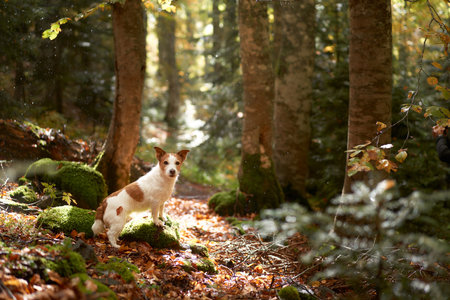 Dog in Forest, Jack Russell Terrier sitting amidst the fall foliage in a tranquil forest, evoking feelings of adventure and nature explorationの写真素材