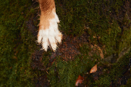 Dogs Paw on Mossy Surface. Close-up of n a green, moss-covered terrain, capturing an adventurous moment in nature. High quality photoの写真素材