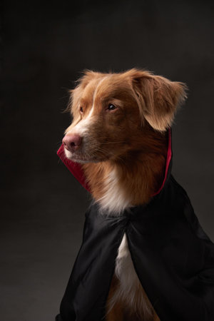 Nova Scotia Duck Tolling Retriever in studio. Halloween-themed shot of a dog wearing a black cloak with a red collar, emphasizing its detailed fur, attentive eyes, and spooky attireの写真素材