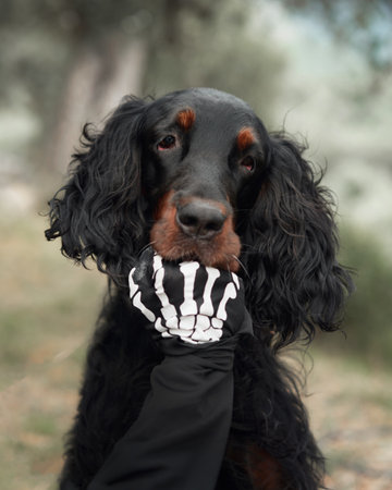 Black dog with Skeleton Glove. Close-up of a Gordon Setter dog with a playful expression, wearing a...