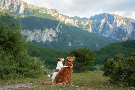 Two dogs gaze into the distance, serene in a mountainous landscape. Nova Scotia Duck Tolling Retriever and Jack Russell Terrier on natureの写真素材