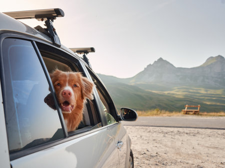 A curious dog peeks out from a car, mountains in the distance, ready for adventure. Nova Scotia Duck Tolling Retriever at travelの写真素材