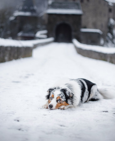 Australian Shepherd lies contemplatively on snowy ground, with a soft-focus historic building behind. The scene captures the tranquility of a serene winter dayの写真素材