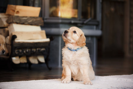 A sleepy Golden Retriever puppy nestles in a woven basketの写真素材