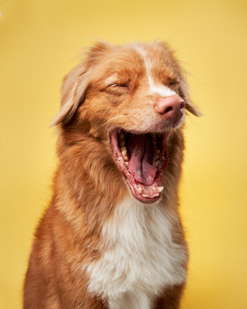Laughter in the studio, a dogs delight. A joyous Duck Tolling Retriever yawnsの写真素材
