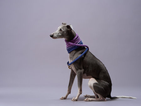 Greyhound with a trendy twist. The sleek dog models a purple and blue rope scarfの写真素材