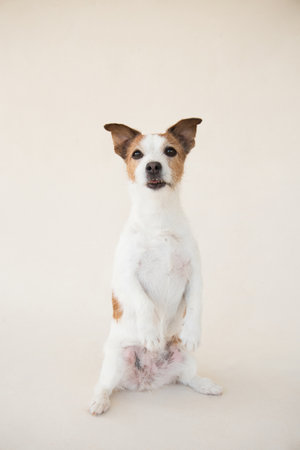 Jack Russell Terrier Balancing on Hind Legsの写真素材