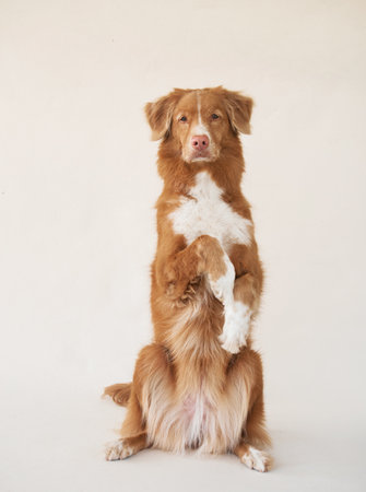 A Nova Scotia Duck Tolling Retriever stands on hind legs, captured in a studio setting.の写真素材