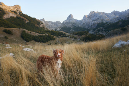 Nova Scotia Duck Tolling Retriever stands in a mountain meadow.の写真素材