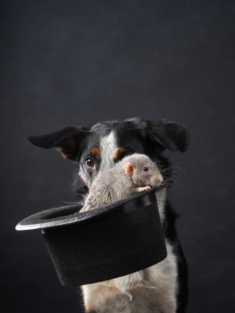 An alert Border Collie stares with curiosity, a rat companion nestled in a hat