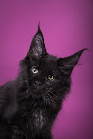 A fluffy black kitten with piercing yellow eyes on a purple backgroundの写真素材