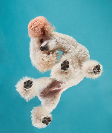 Upside-down Poodle in a playful studio shot, paws waving in the airの写真素材