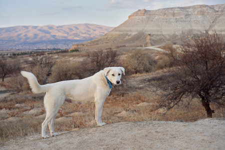 Alert dog in Cappadocia surveys the terrain, a moment of calm adventure.
