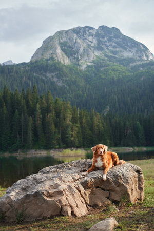 A Nova Scotia Duck Tolling Retriever dog surveys a forest lakeの写真素材