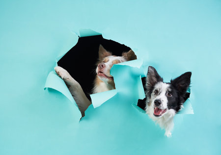 Two Border Collies peek through torn paper, a studio shot full of surpriseの写真素材