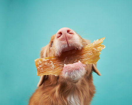 A dog enjoys a crunchy treat, showcasing a close-up of its nose and the snackの写真素材