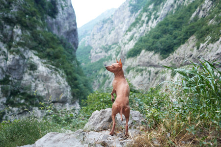 An American Hairless Terrier stands in a mountain passの写真素材