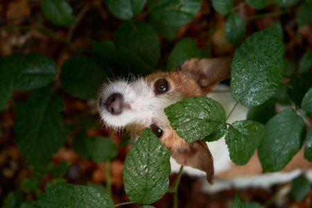 Jack Russell Terrier in the forest, peering through green leavesの写真素材