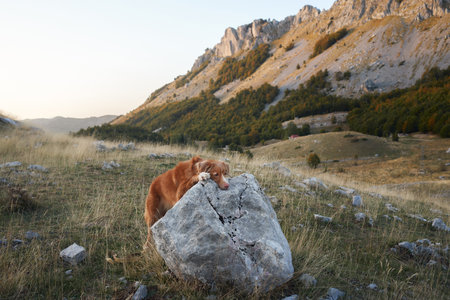 The dog leans on a rock, enjoying the wildernessの写真素材