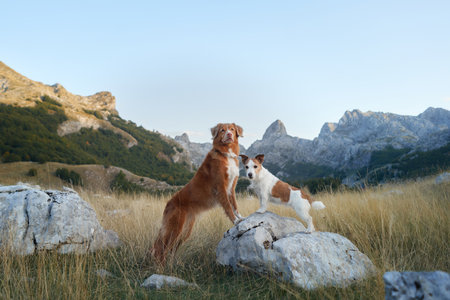 Two dogs in a mountainous terrain. The backdrop features rugged hillsの写真素材