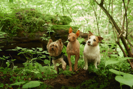 A serene Yellow Labrador dog rests on a forest trailの写真素材
