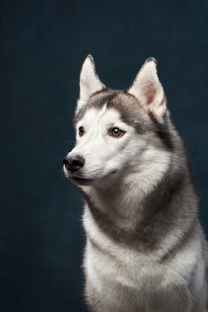 poised Siberian Husky gazes to the side, its sharp eyesの写真素材
