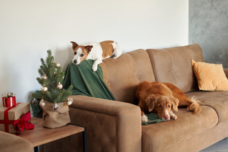Two dogs on a sofa by a decorated Christmas treeの写真素材