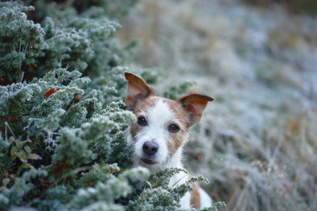 Jack Russell Terrier dog stands alert in frost-kissed grassの写真素材