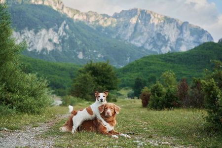 A Jack Russell Terrier and Nova Scotia Duck Tolling Retriever in mountain trail,の写真素材