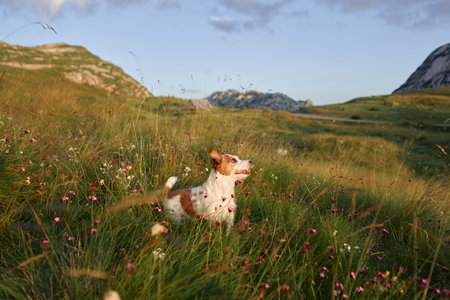 The dog stands as a sentinel against the evening sky, a symbol of explorationの写真素材