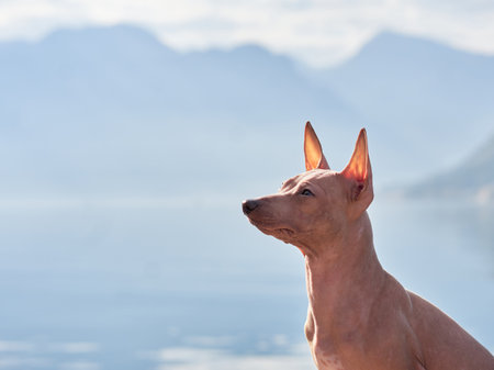 dog stands on the embankment. pet near the water and mountainsの写真素材