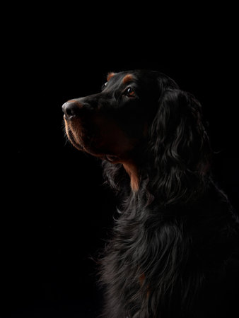 Gordon Setter profile highlighted against a dark backdropの写真素材