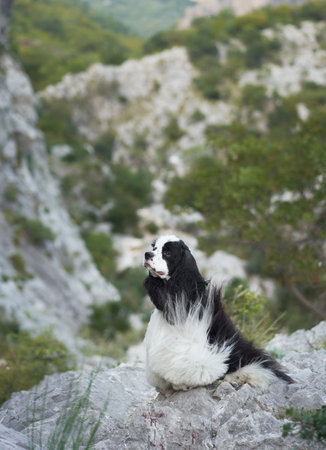 The Spaniel dog looks back with windswept fur, moment of adventure captured.の写真素材