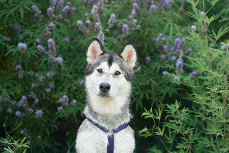 Siberian Husky sits attentively against a lavender bush, its striking features exuding a friendly alertnessの写真素材