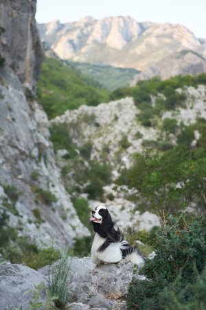 The Spaniel dog looks back with windswept fur, moment of adventure captured.の写真素材