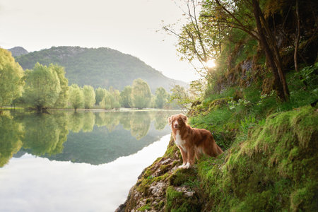 A Nova Scotia Duck Tolling Retriever stands on a mossy riverbankの写真素材