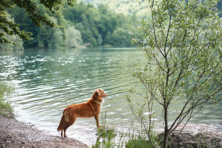 A Nova Scotia Duck Tolling Retriever dog stands by a serene lake,の写真素材