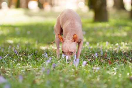 An American Hairless Terrier dog explores a flower-speckled lawnの写真素材